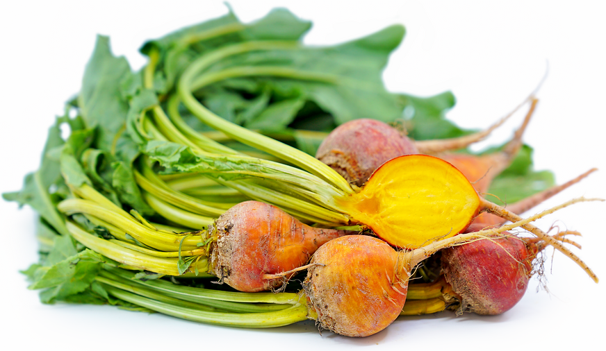 Gold Beets Information and Facts