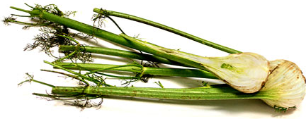 Fennel picture