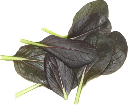 Petite® Red Pak Choy picture