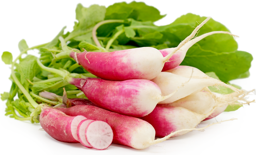 French Breakfast Radish Information and Facts