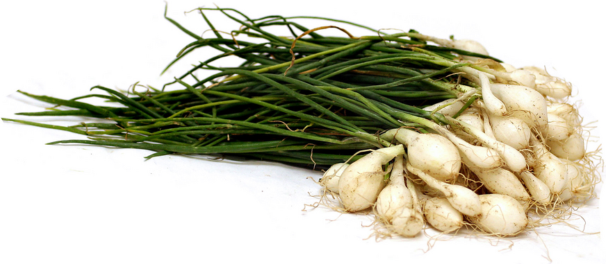 White Pearl Onions with Top picture