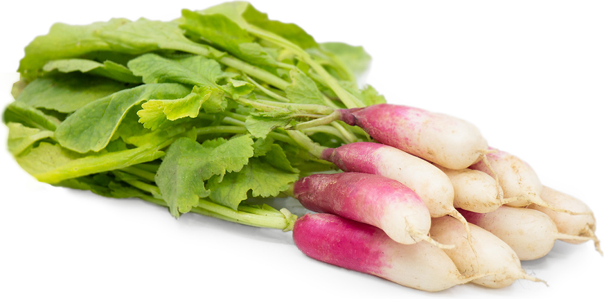 French Breakfast Radish picture