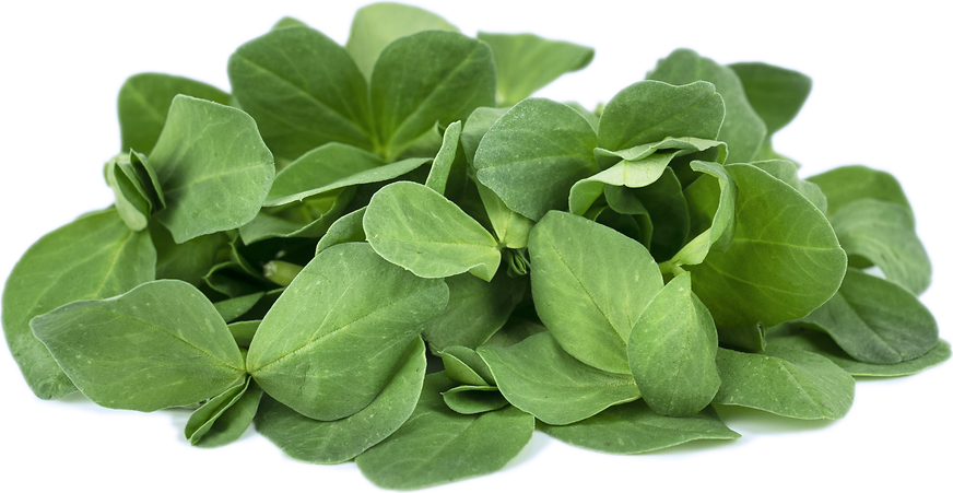 Petite® Fava Leaf™ picture