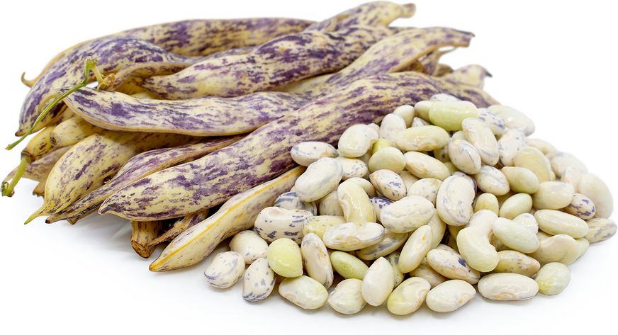 Dragon Tongue Shelling Beans Information and Facts