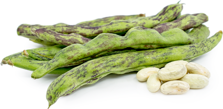 Rattlesnake Shelling Beans picture