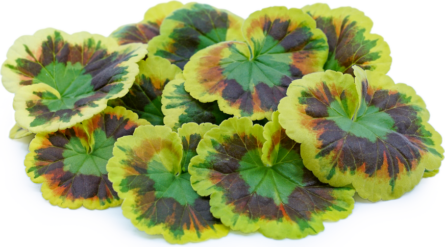 Sunset Geranium Leaf™ picture