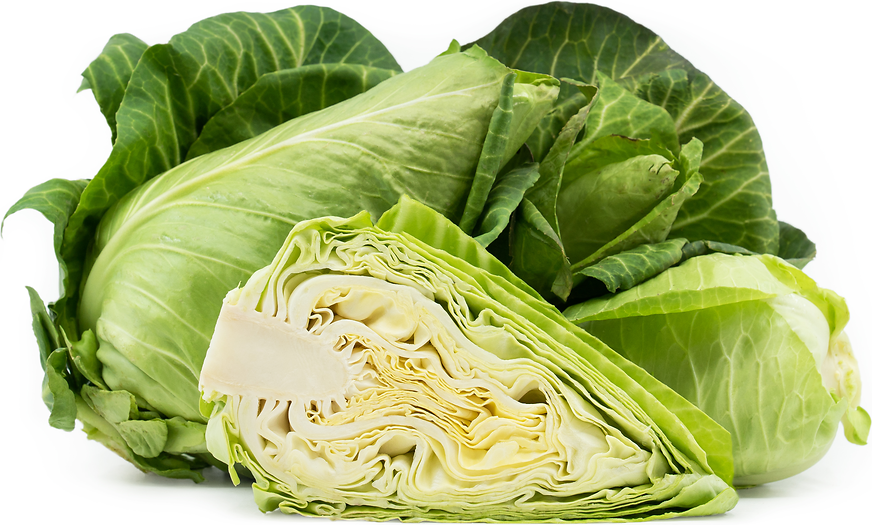 Conehead Cabbage picture