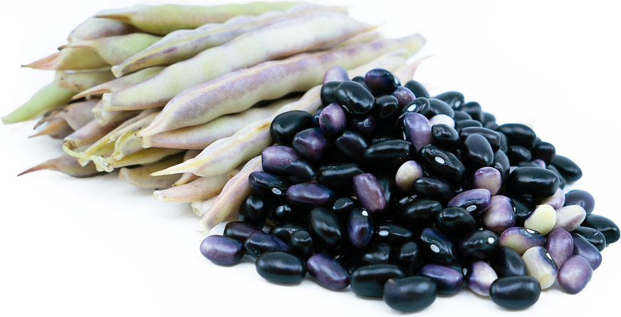 Black Shelling Beans picture