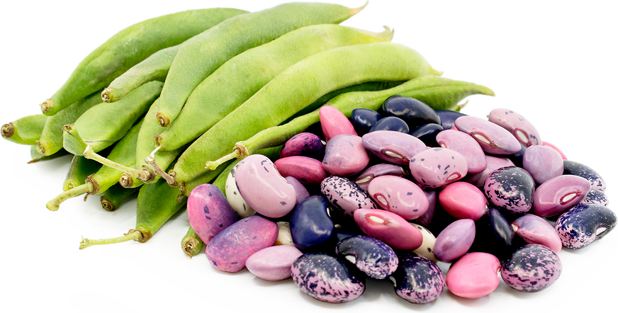 Scarlet Runner Shelling Beans picture