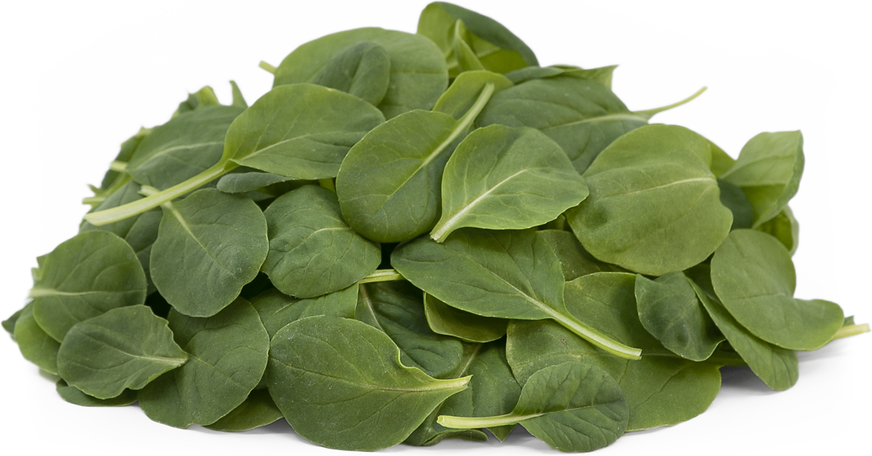 TenderGreens™ Tatsoi picture