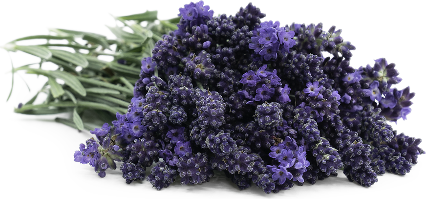 Lavender MicroFlowers™ Information and Facts