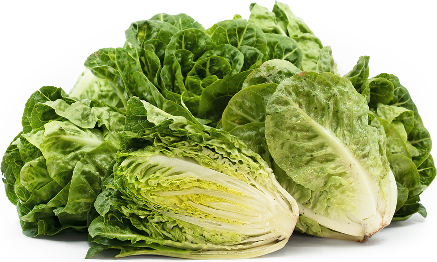 Sweet Artisan Green Gem Lettuce Information, Recipes and Facts