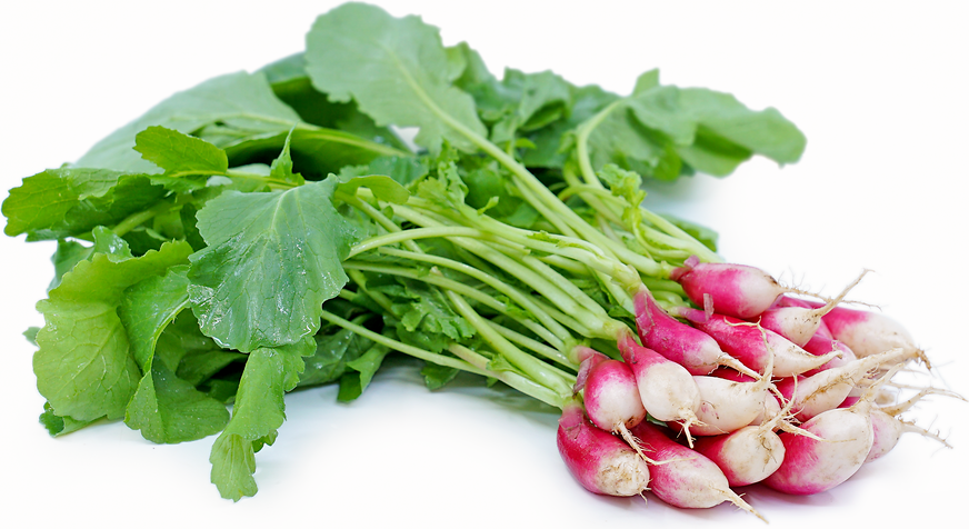 Baby French Breakfast Radish picture
