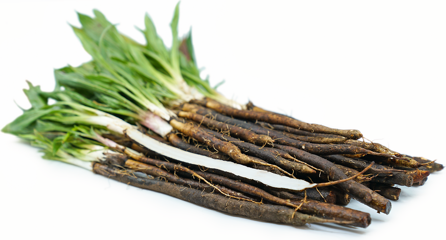 Salsify Root picture
