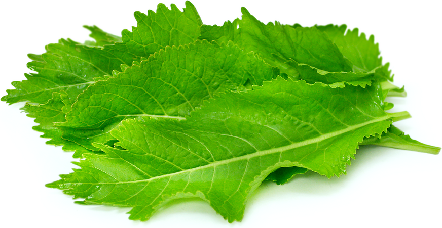 Horseradish Leaves Information And Facts