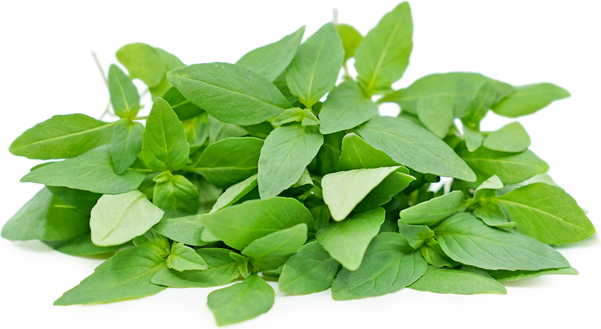 Petite® Thai Basil picture