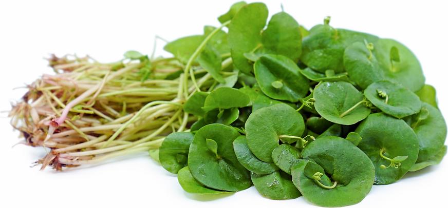 Winter Purslane (Miners Lettuce) and Mache (Corn Salad)