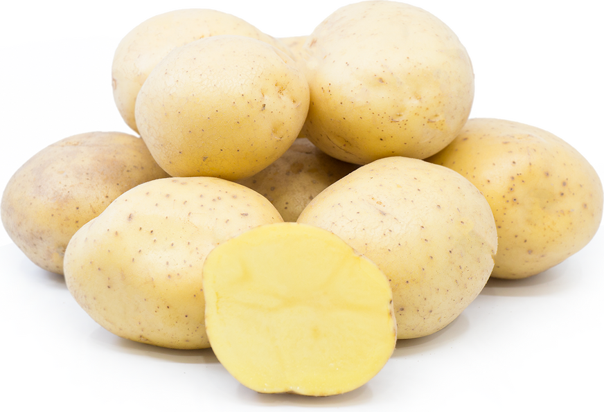 Organic Potato Yukon Gold Information and Facts