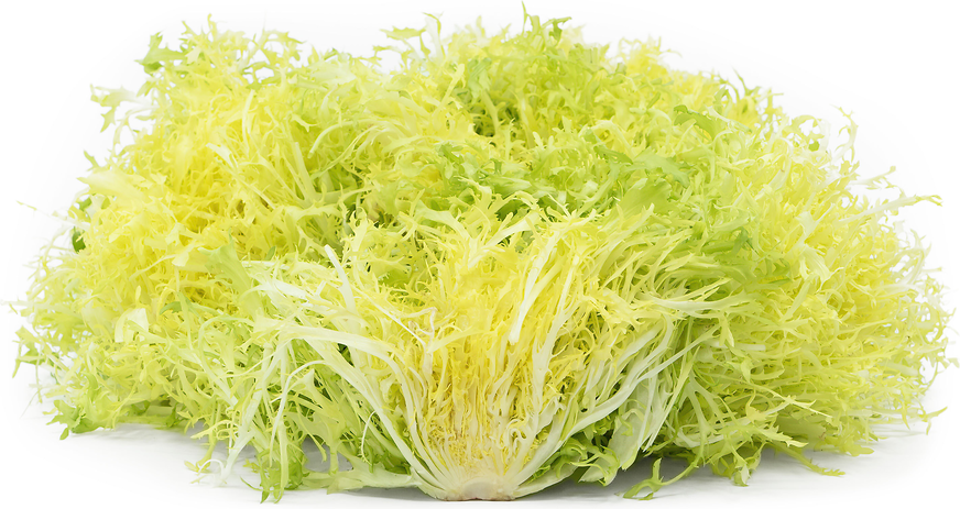 Frisée picture