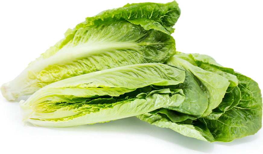 romaine lettuce or romaine hearts