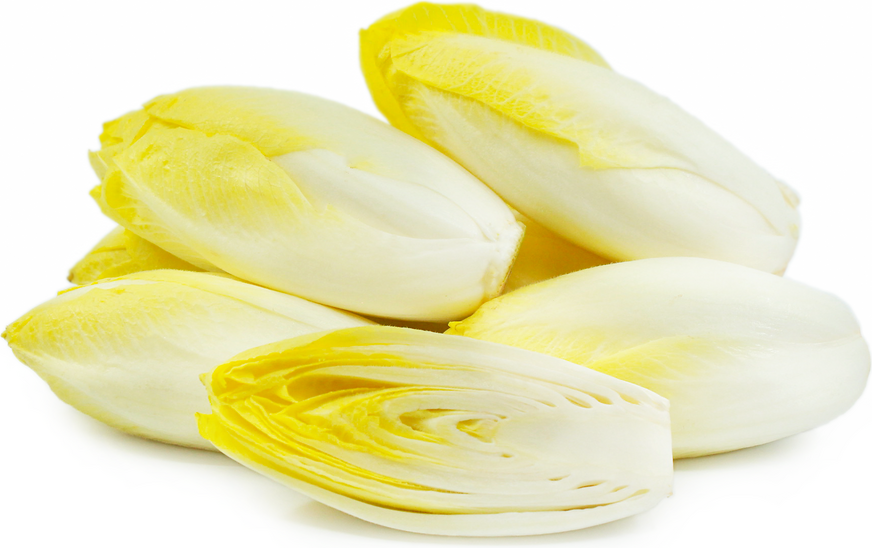 Belgian Endive Information And Facts