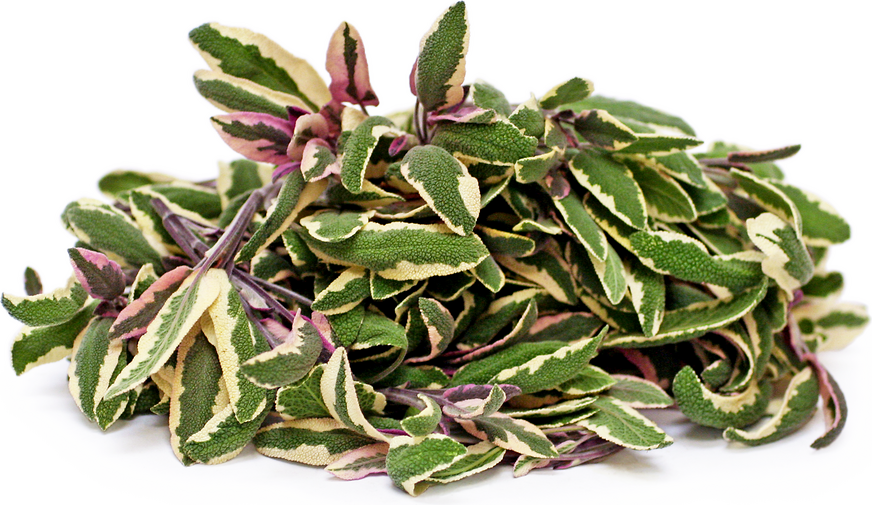 Variegated Sage picture