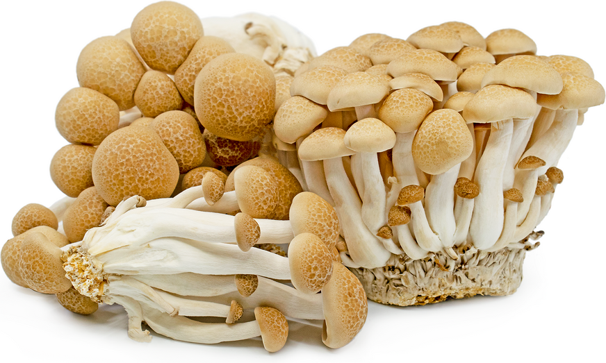 Brown Hon Shimeji Mushrooms picture