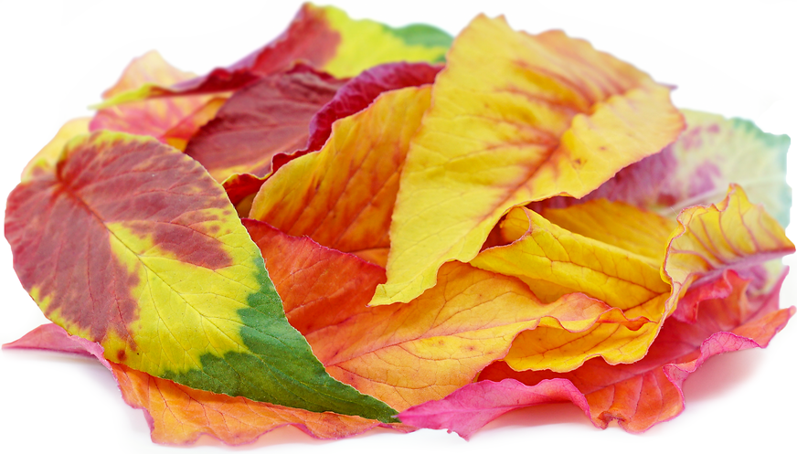 Giant Amaranth Leaf picture