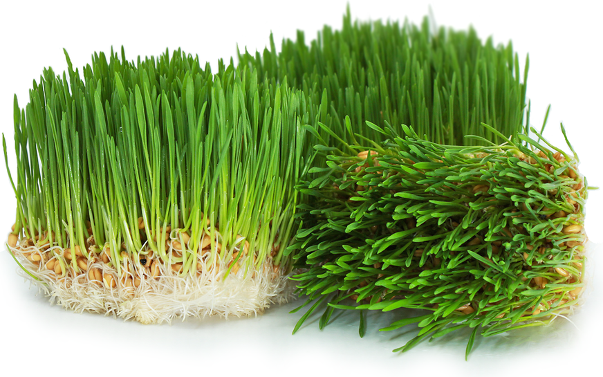 Organic Wheat Grass picture