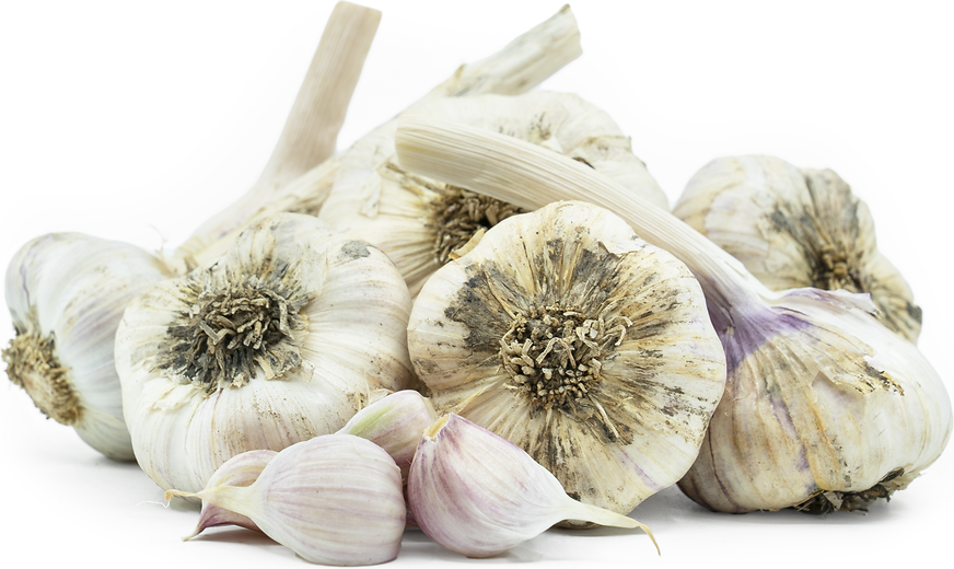 Inchelium Garlic picture