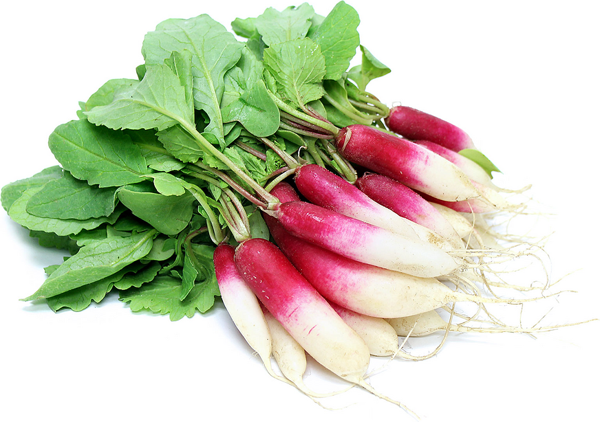 French Breakfast Radishes picture