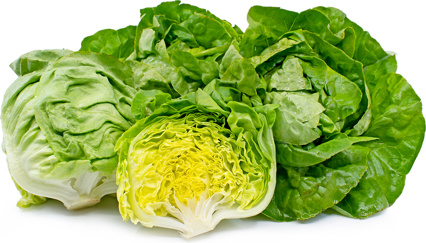 Boston Bibb Lettuce Information, Recipes and Facts