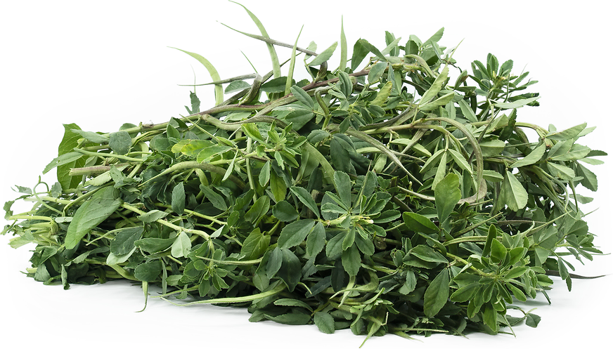 Fenugreek picture