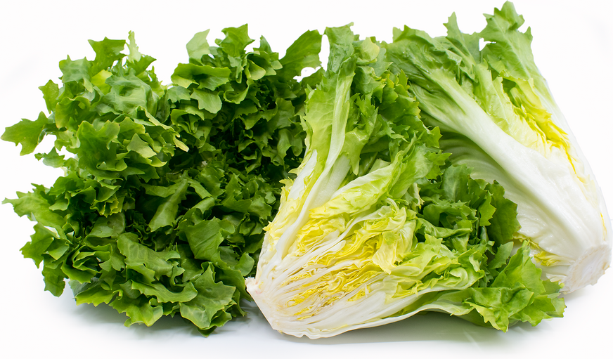 Escarole 