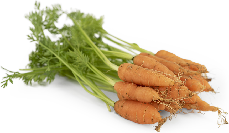 TinyVeggies™ Carrot picture