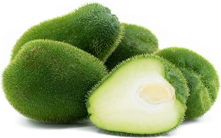 Prickly Chayote Squash Information and Facts