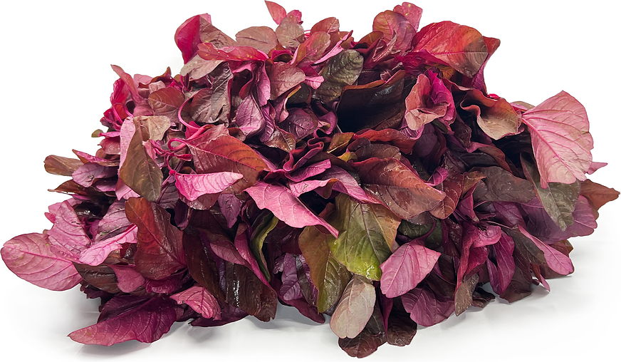 Red Amaranth Information and Facts