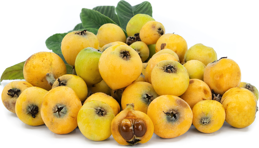 Loquats Information and Facts