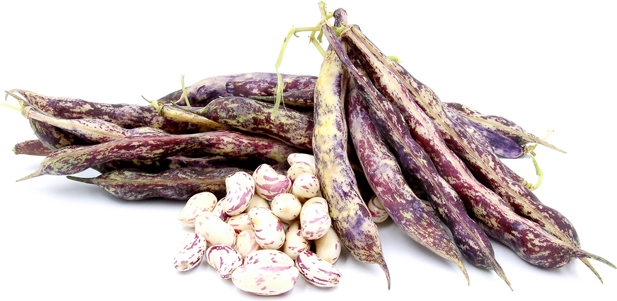 Dragon Tongue Shelling Beans picture