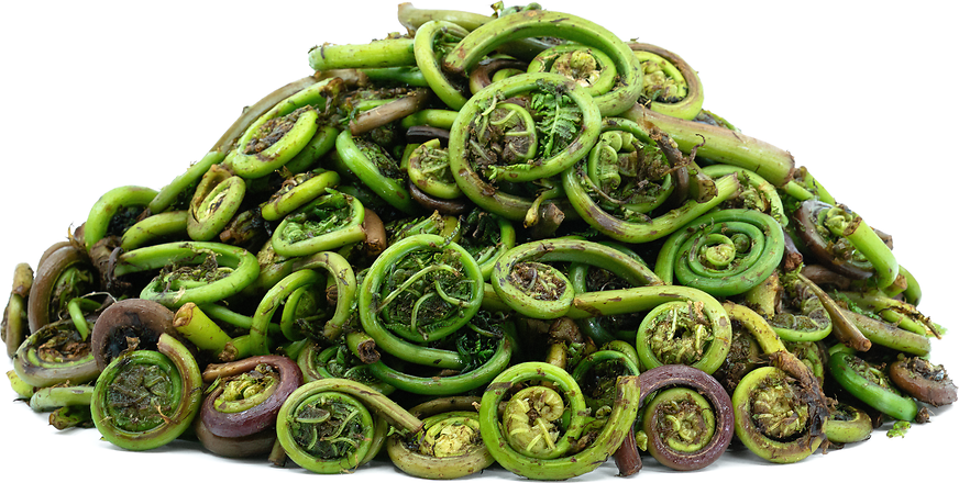 Fiddlehead Ferns picture