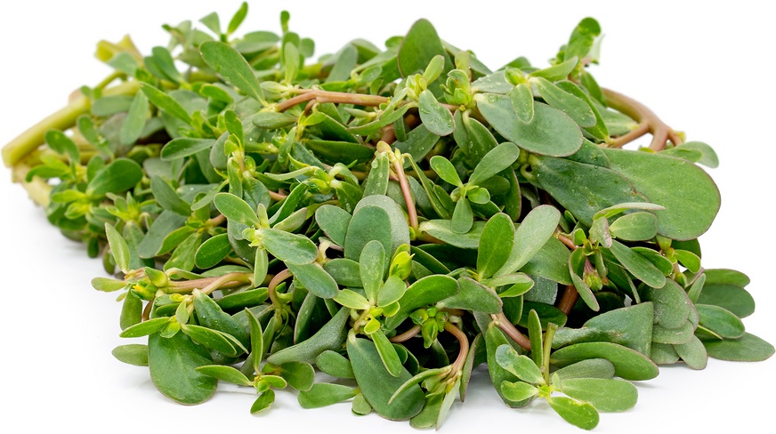 Purslane Information And Facts