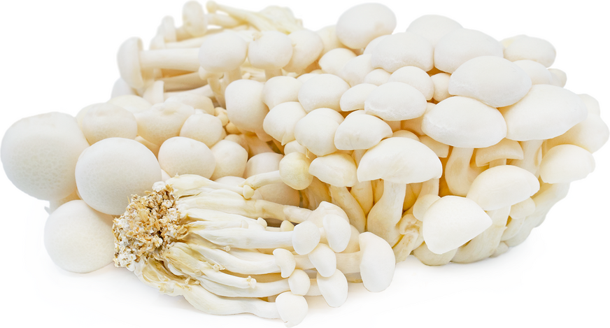 White Hon Shimeji Mushrooms picture