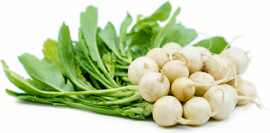 Baby White Turnips picture
