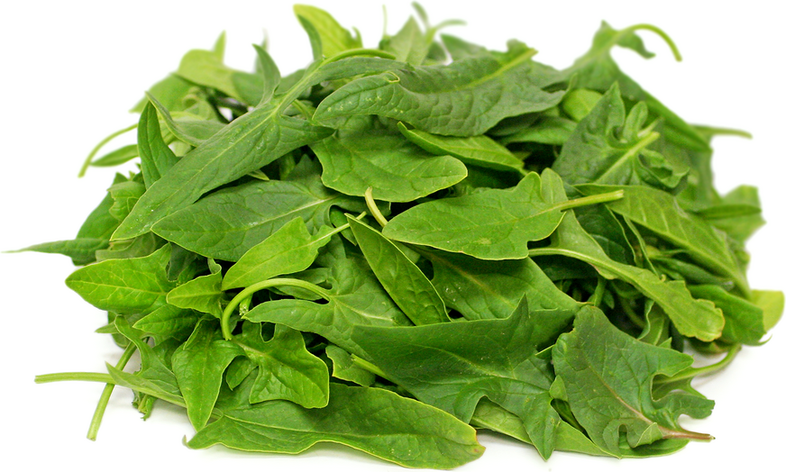 Green Okame Spinach picture