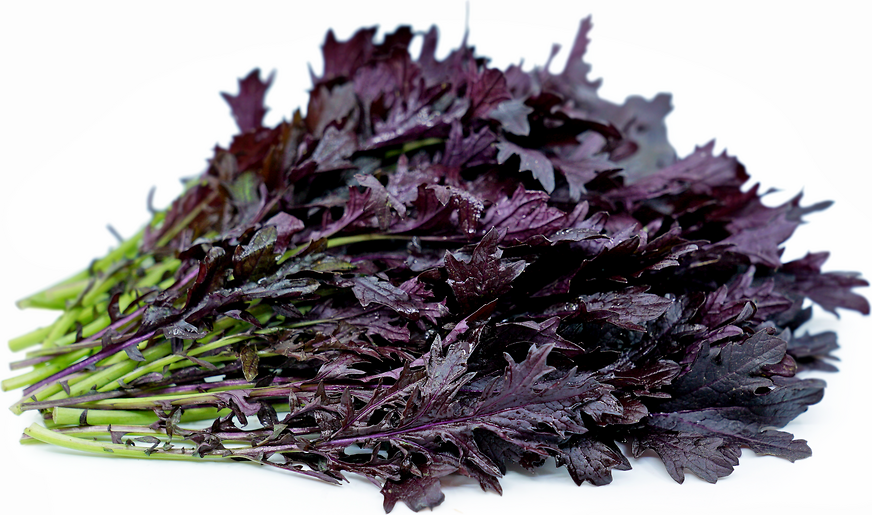 Red Mizuna Lettuce picture