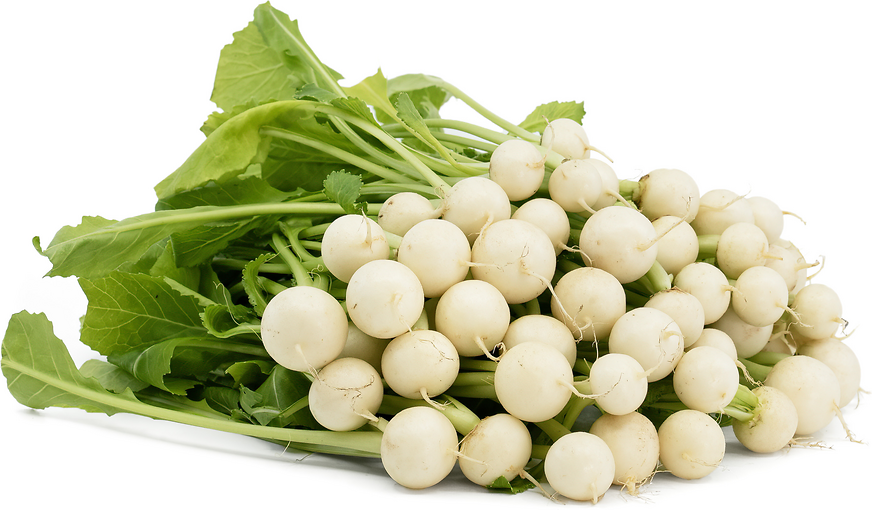 TinyVeggies™ White Turnip picture