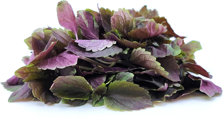 Petite® Red Shiso picture