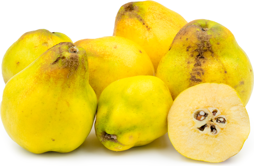 Quince Information and Facts