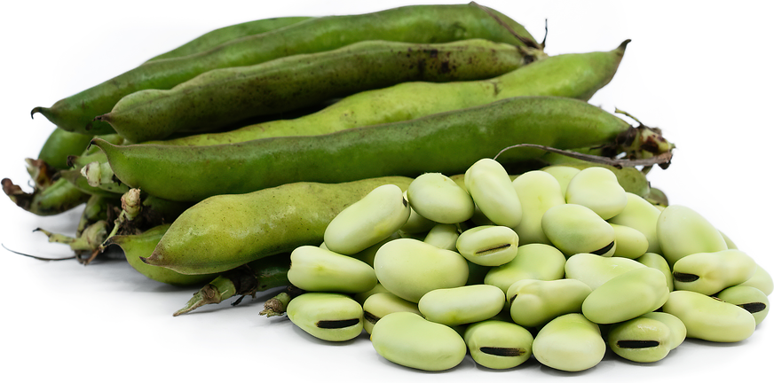 Fava Beans Information and Facts