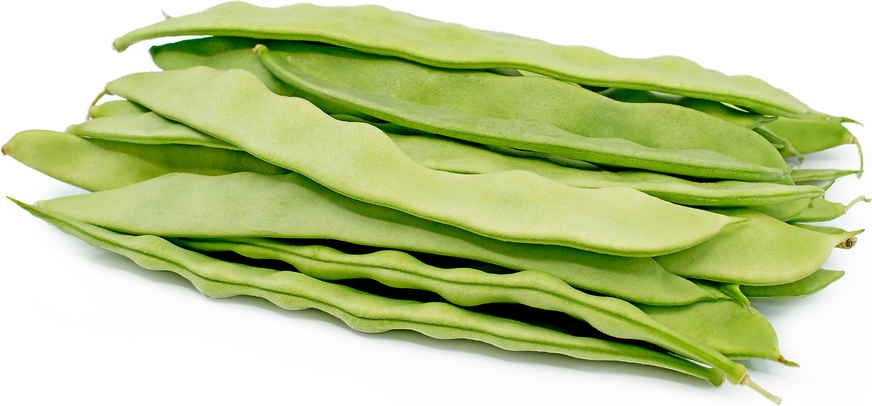 Green Romano Beans Information and Facts